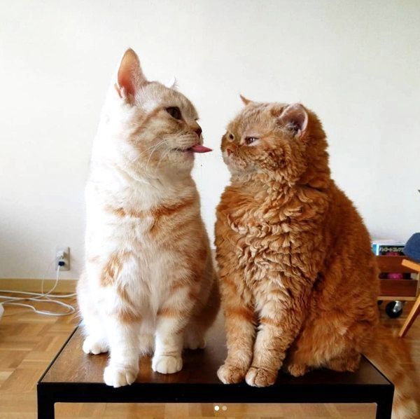 マンチカンのマフィンちゃんと、セルカークレックスのチーズちゃん