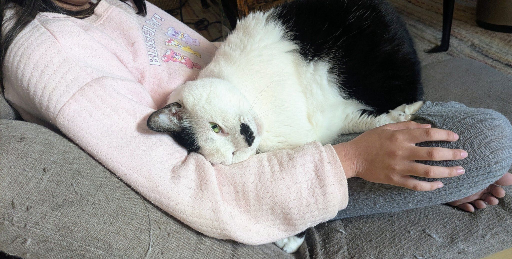 飼い主の家族に甘える猫