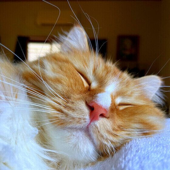 サイベリアンのメイプルくん