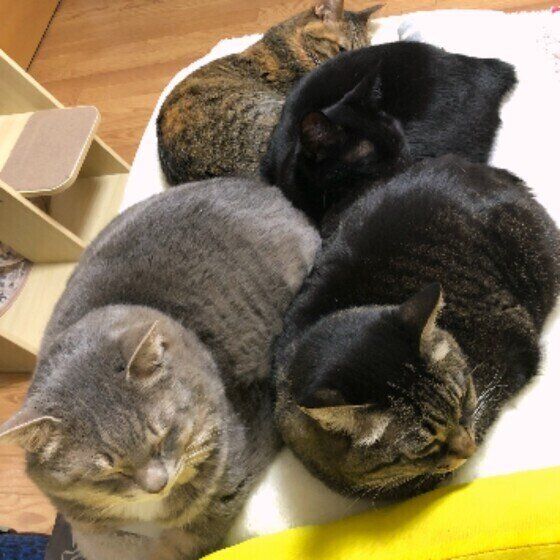 サバトラのトラウンソンくんたち