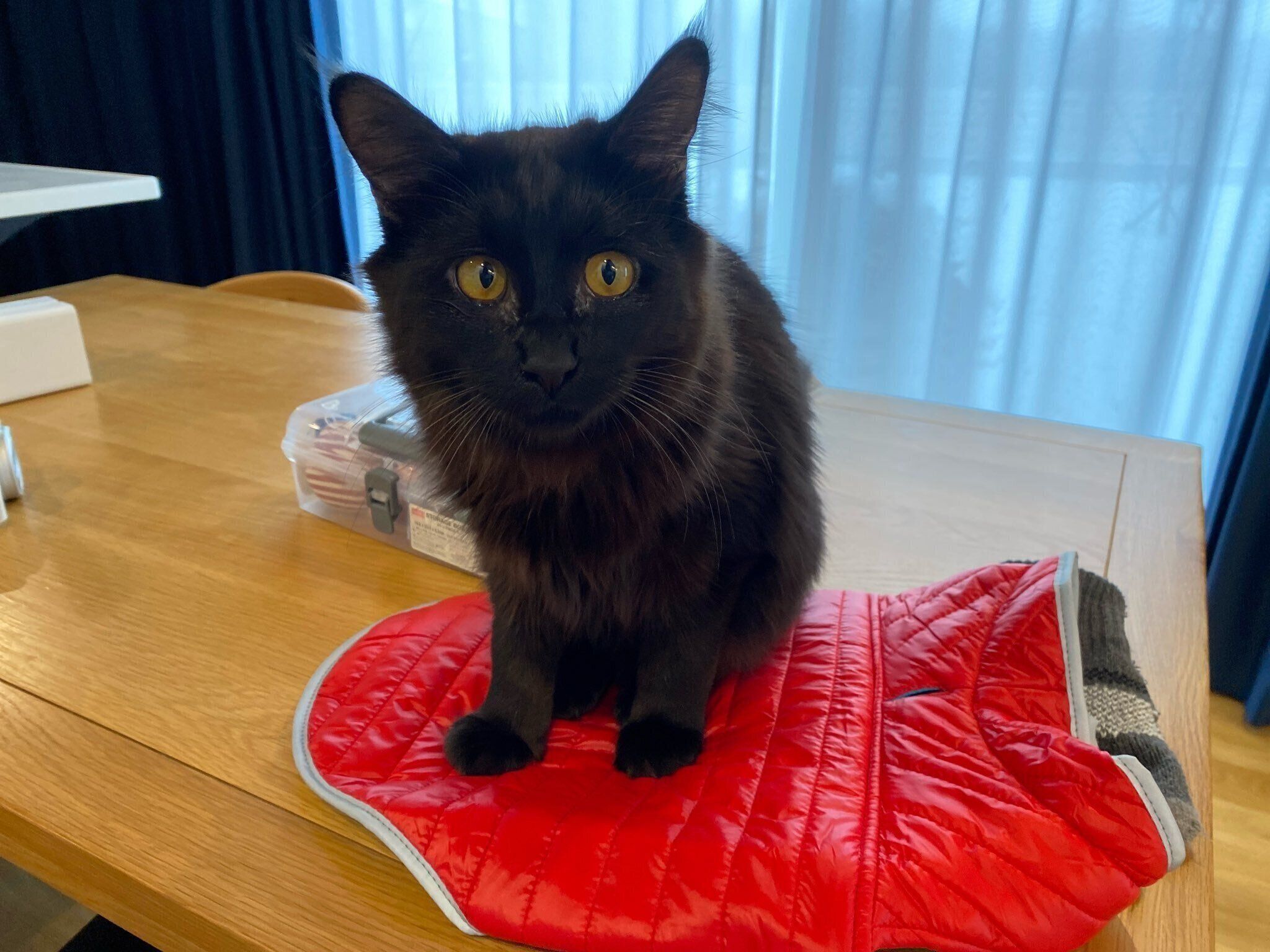 生後推定8カ月になったくまちゃん