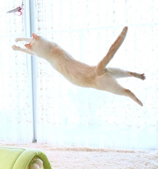 しっぽをピンとさせるチャコたん