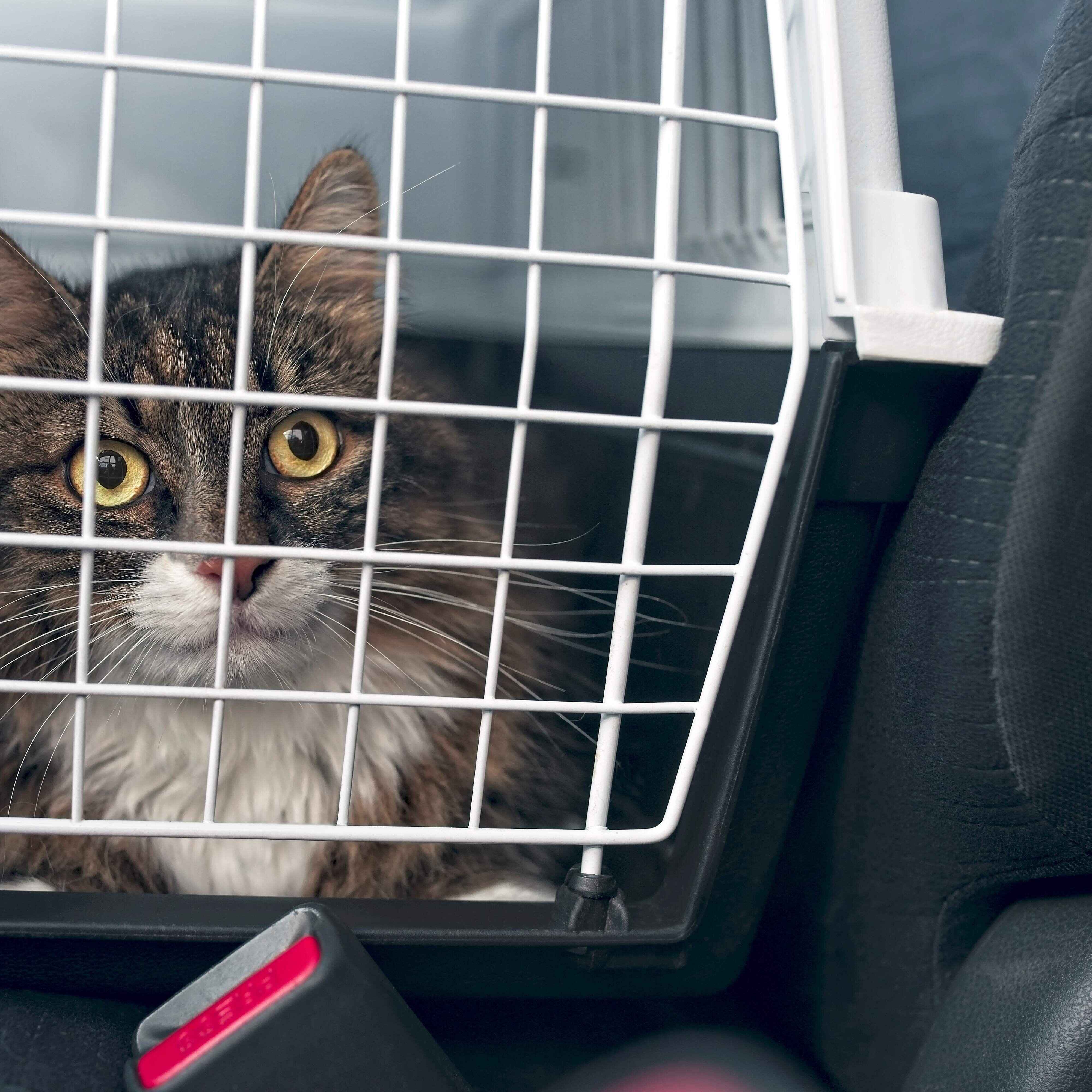 画像／iStock、Getty Images Plus