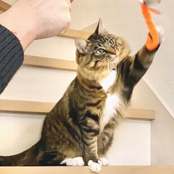 MIXキジトラのチミィくん