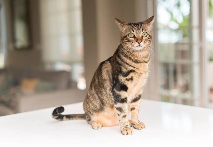 テーブルに登る猫