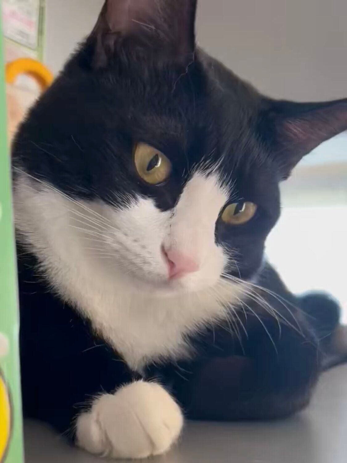 「にゃー」とは鳴かず、のどを鳴らすように「ぅぅぅん」と鳴くめいちゃん。