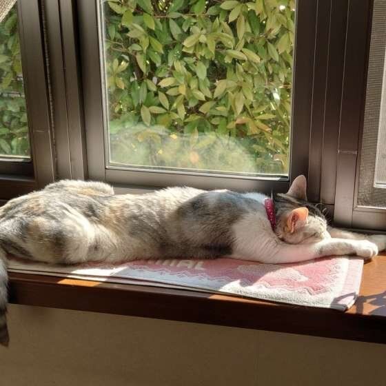 サバトラのココちゃん