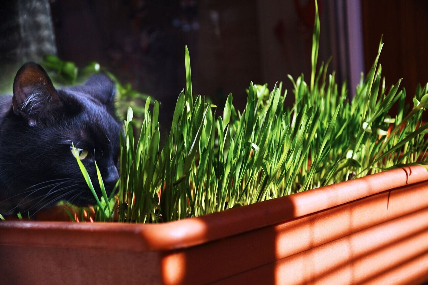 獣医師監修 猫に豆苗を与えるときは注意が必要 与えるメリットとデメリットを解説 ねこのきもちweb Magazine 獣医師監修 猫に豆苗を与えるときは注意が必要 与えるメリットとデメリットを解説 ねこのきもちweb Magazine