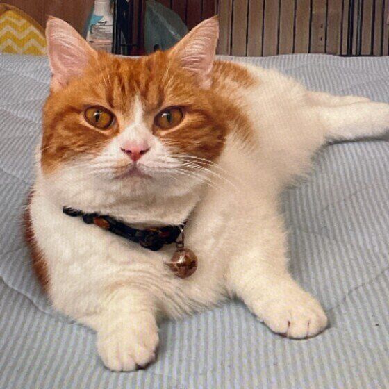 マンチカンのベルくん♪