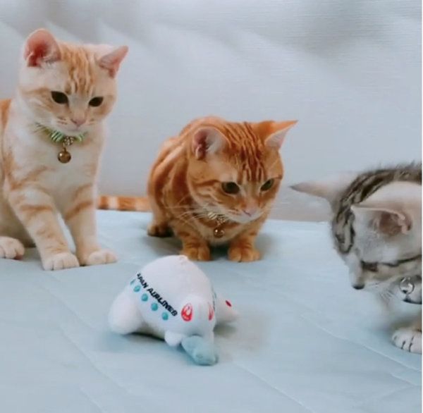 オモチャを見つめるアメリカンショートヘア