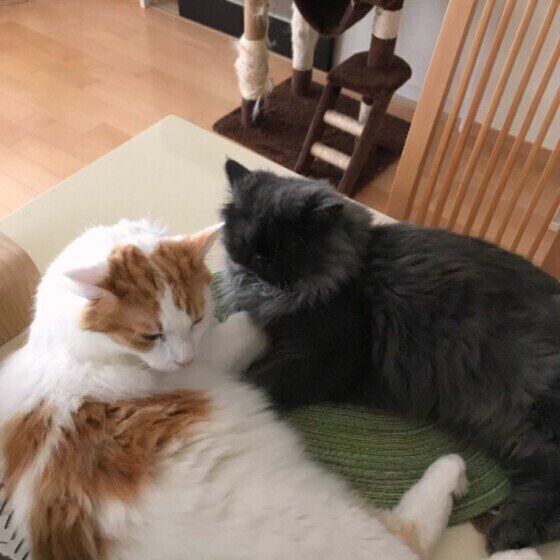 添い寝するノルウェージアンフォレストキャット