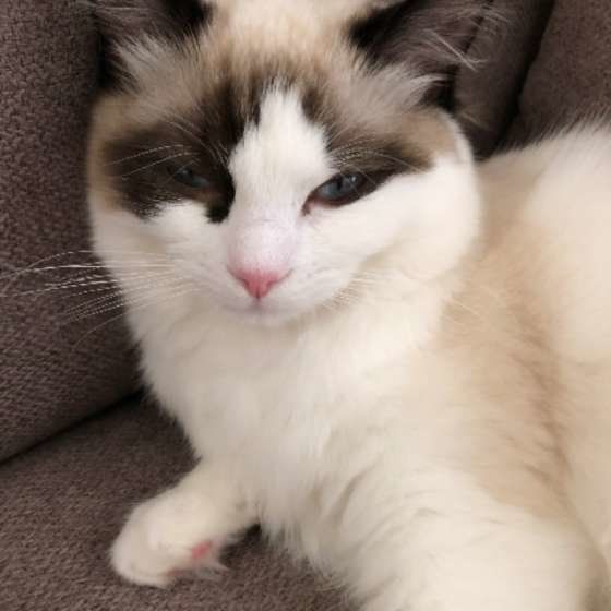 目を細めるラグドール