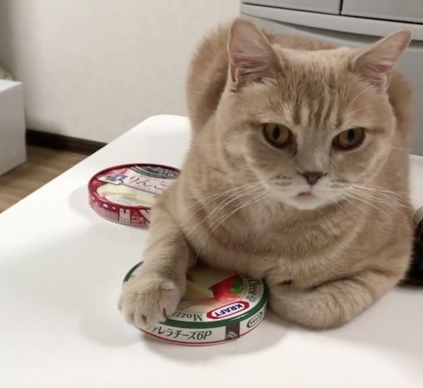 チーズが食べたい猫