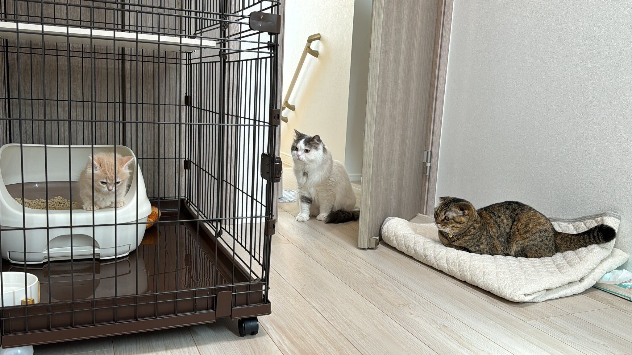 先住猫たちに見守られるてんぷらくん