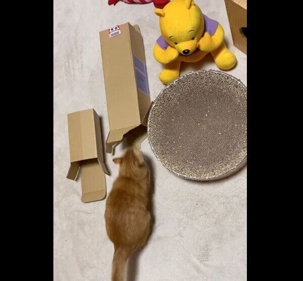 おしりを振って狙いを定めるつぶちゃん