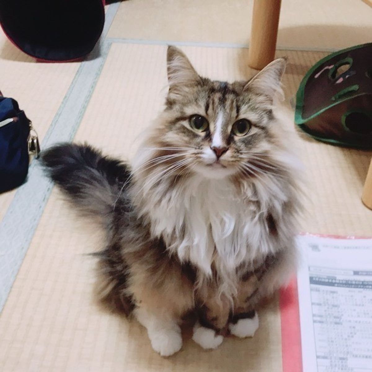 身近な物の誤食に要注意 猫が食べたら命に関わるモノ ねこのきもちweb Magazine 身近な物の誤食に要注意 猫が食べたら命に関わるモノ ねこのきもちweb Magazine