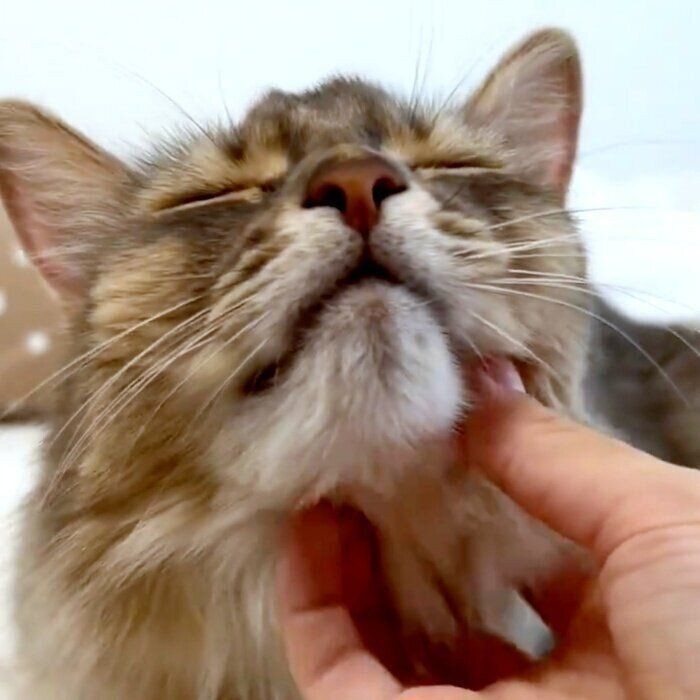 アゴをなでなでしてもらうリンダちゃん