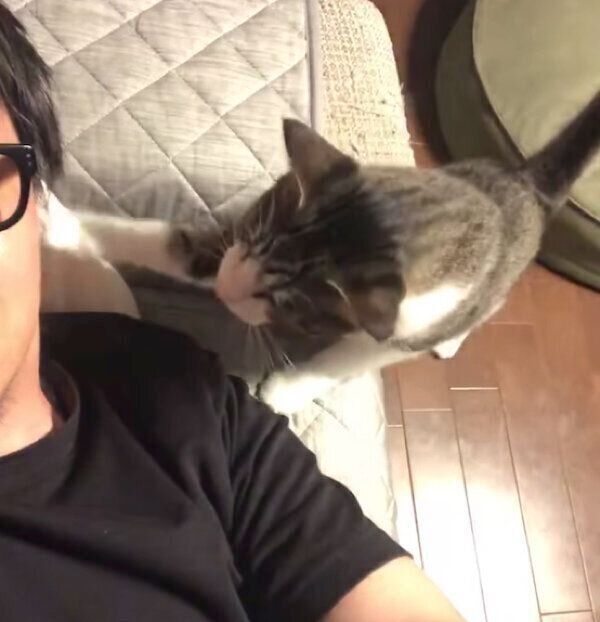 パパさんのことをトントン叩くシシまるくん