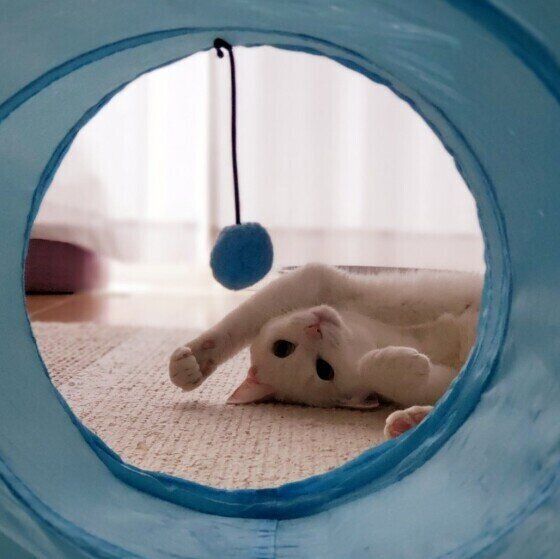 遊んでほしい白猫のシロくん