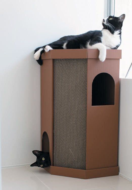 コーナースクラッチハウスでくつろぐ猫たち