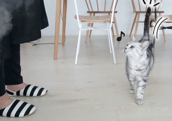 猫からのYESサインとは