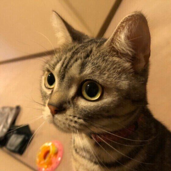 何かを見つめるアメリカンショートヘア