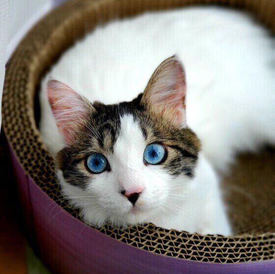 キジトラ猫の福ちゃん