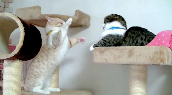 ケンカするマンチカン