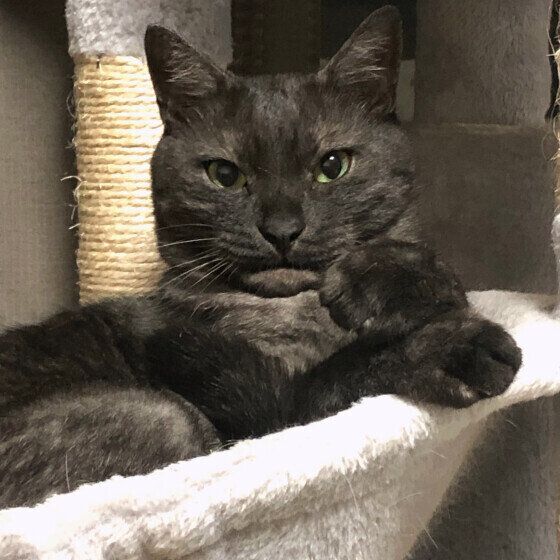 黒猫のトラボルタくん