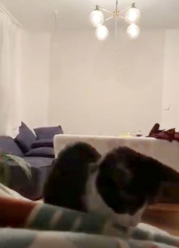 ナイス着地のチーちゃん