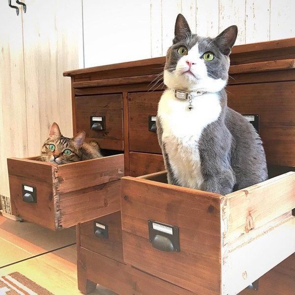 ハチワレのジェリーくんとキジトラのクーちゃん