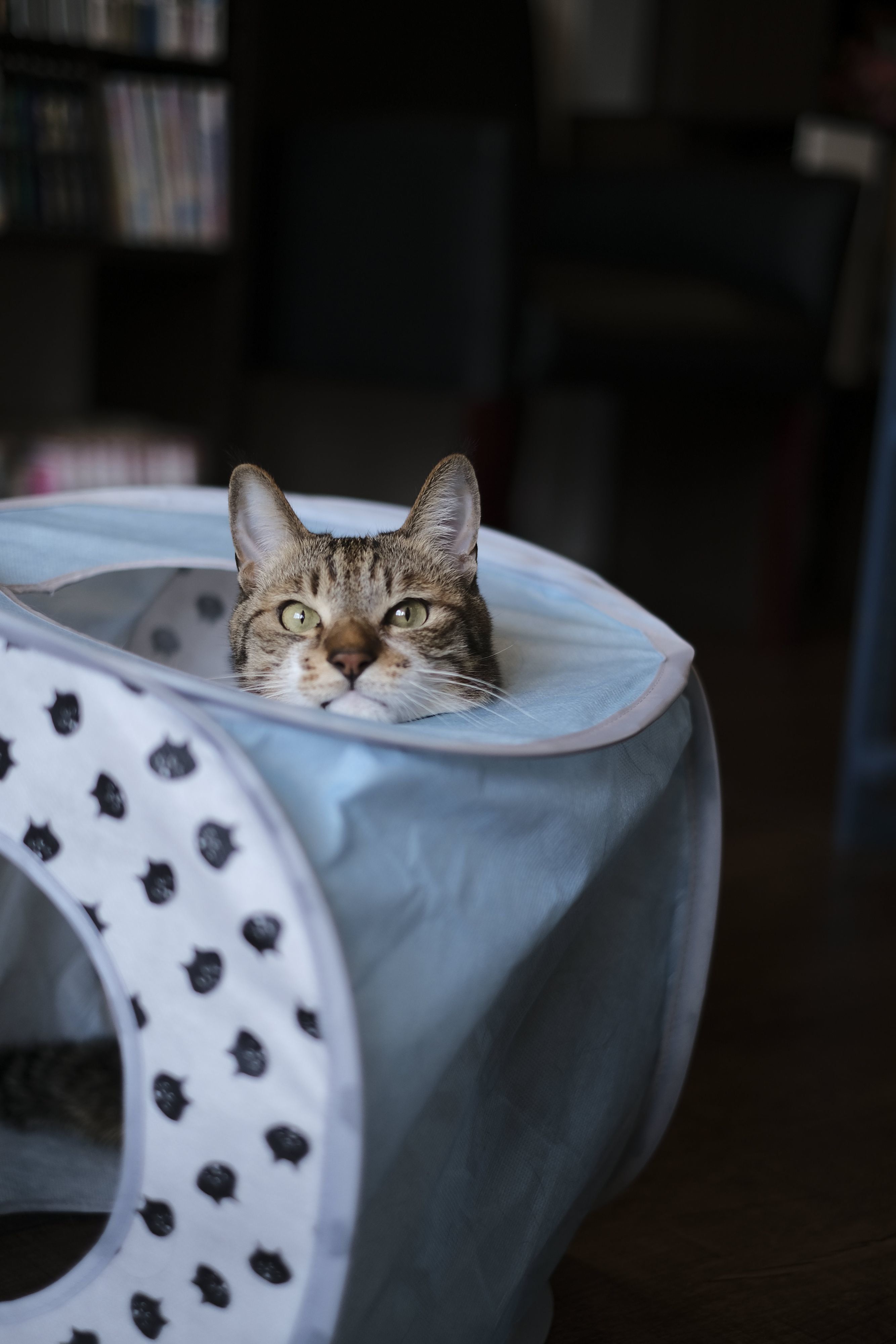 写真／Akimasa Harada