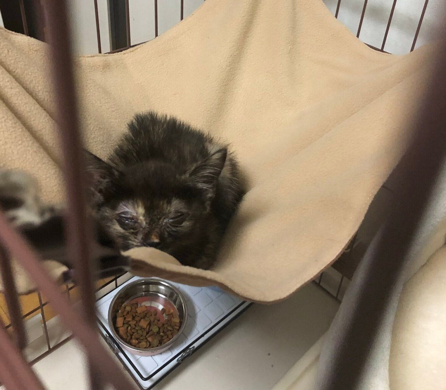 お迎え当日のつなちゃん