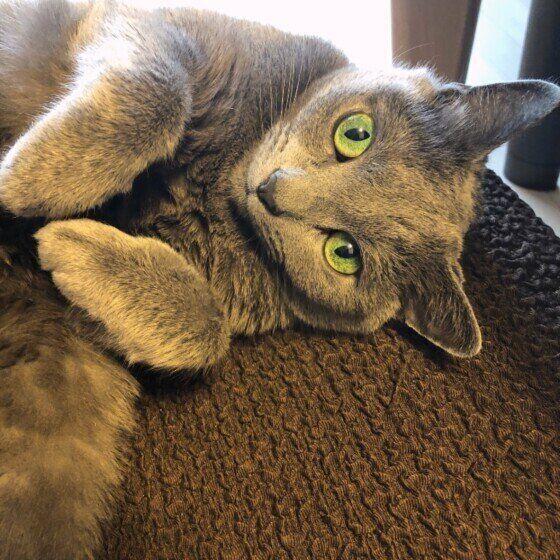 くつろぐロシアンブルー