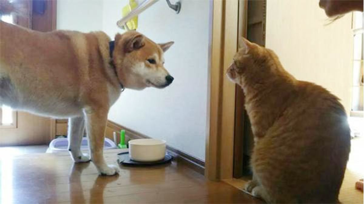 犬と猫 どちらが耳や鼻が優れてる 意外な違いの数々に驚き ねこのきもちweb Magazine 犬と猫 どちらが耳や鼻が優れてる 意外な違いの数々に驚き ねこのきもちweb Magazine