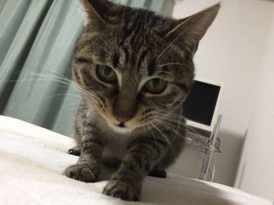 小豆  MIX　キジトラ