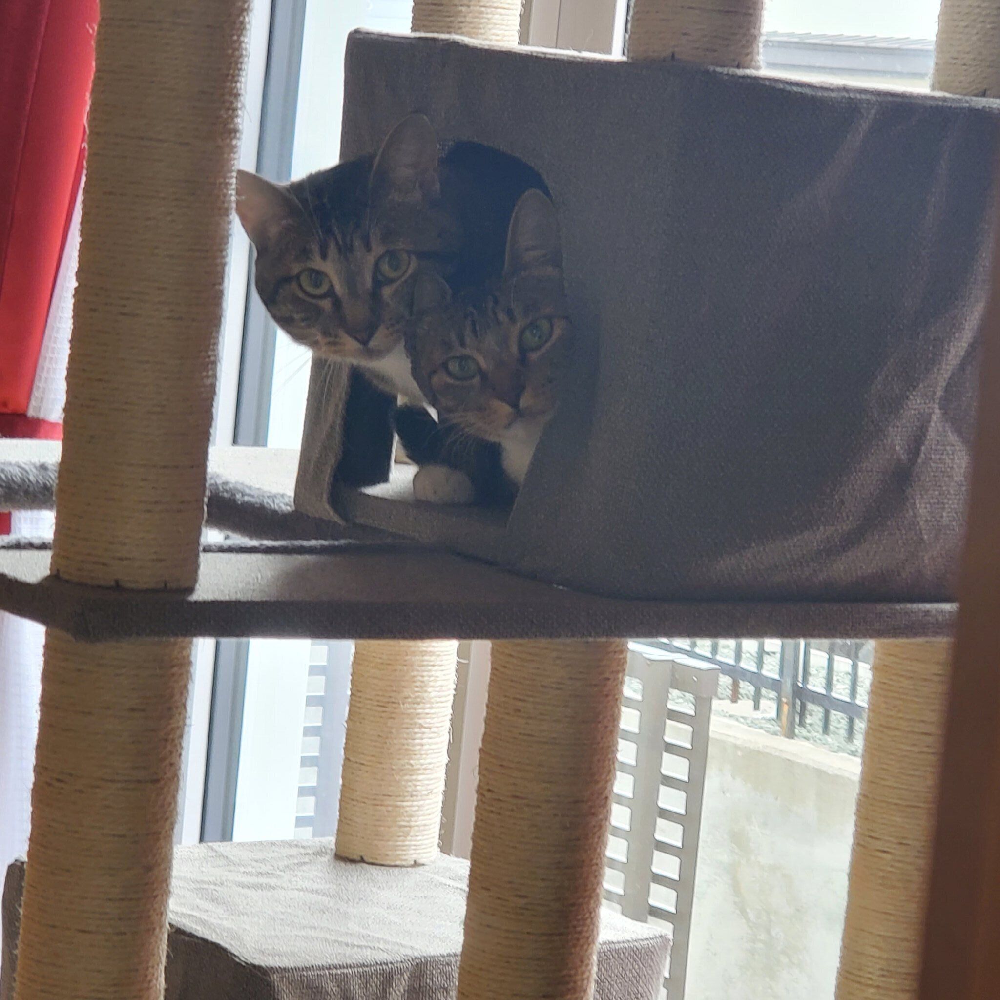お迎えした当時のドラちゃん・はるちゃん姉妹　キャットタワーの中からひょっこり