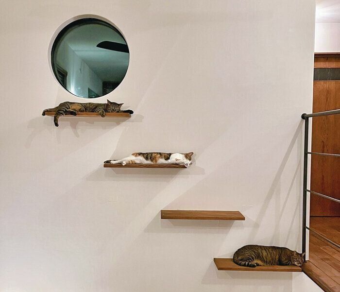 猫がくつろぐキャットステップ