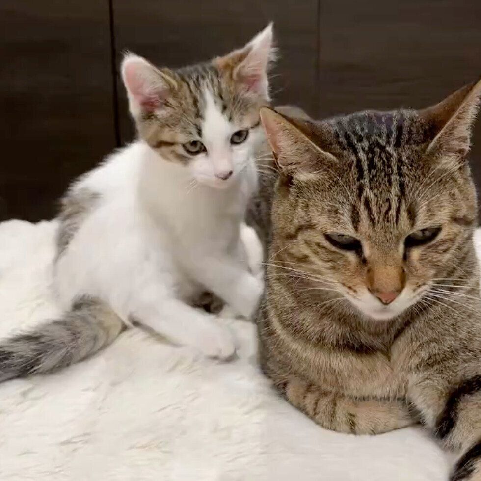 くっつくらん丸くん、ゆき丸くん