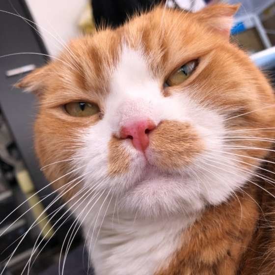 目を細めるスコティッシュフォールド