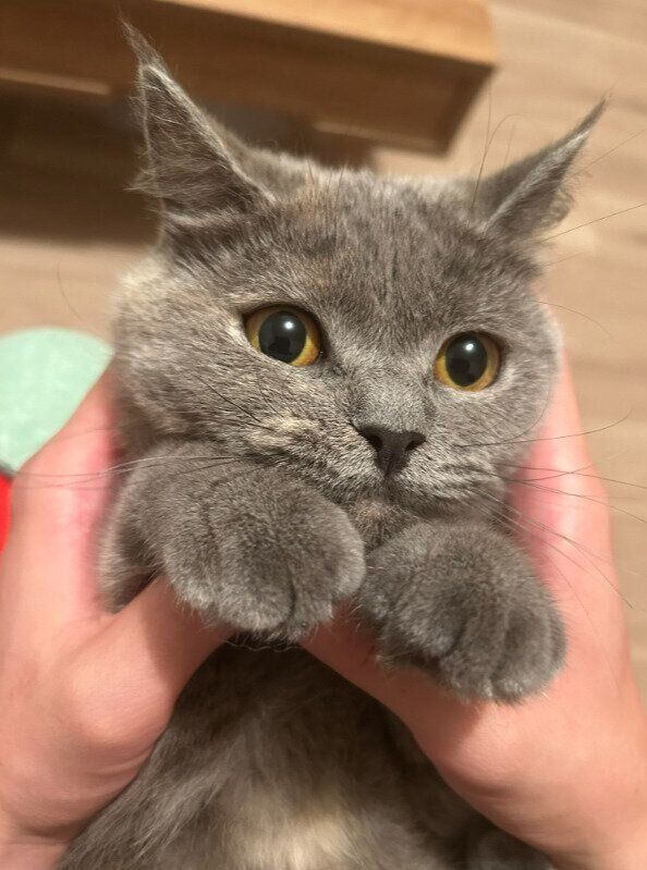 生後7カ月のブリティッシュショートヘア