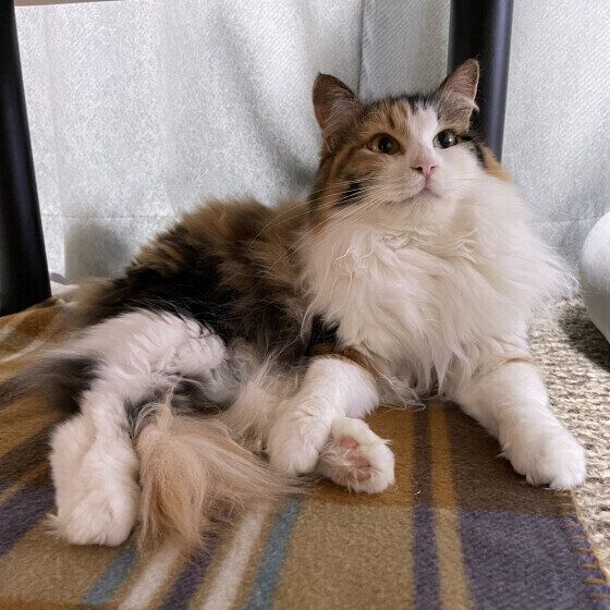 ミケの小町ちゃん