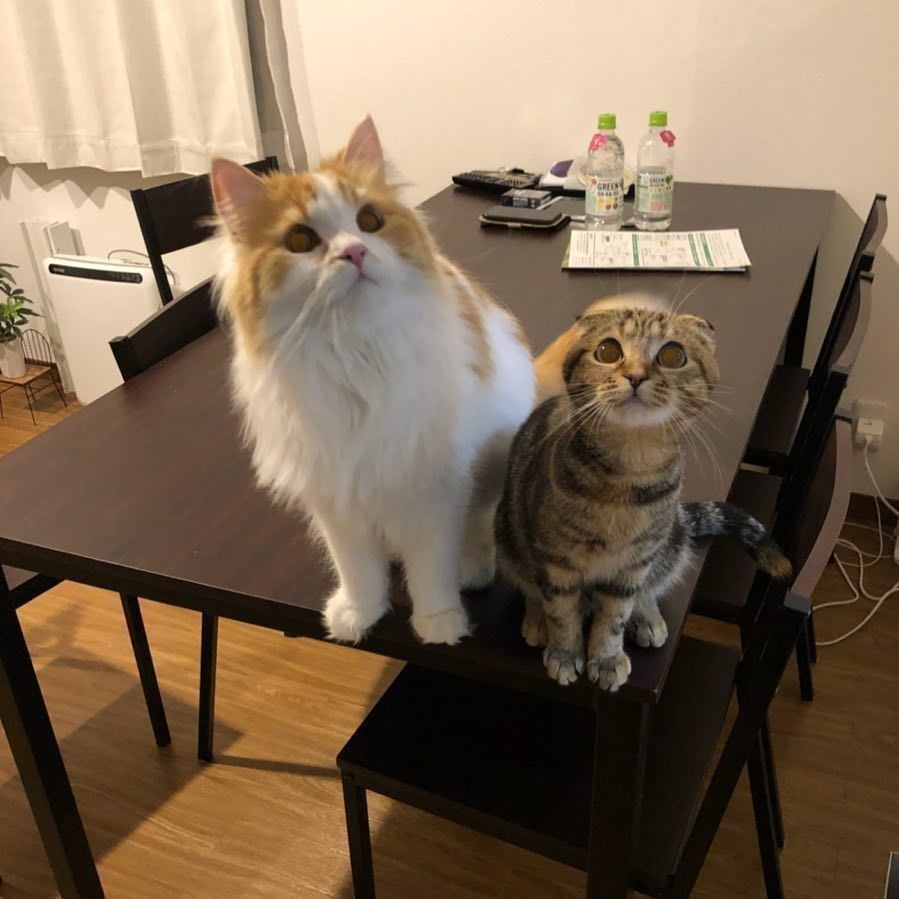 メインクーンとスコティッシュフォールド