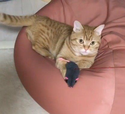 おもちゃで遊ぶマンチカン