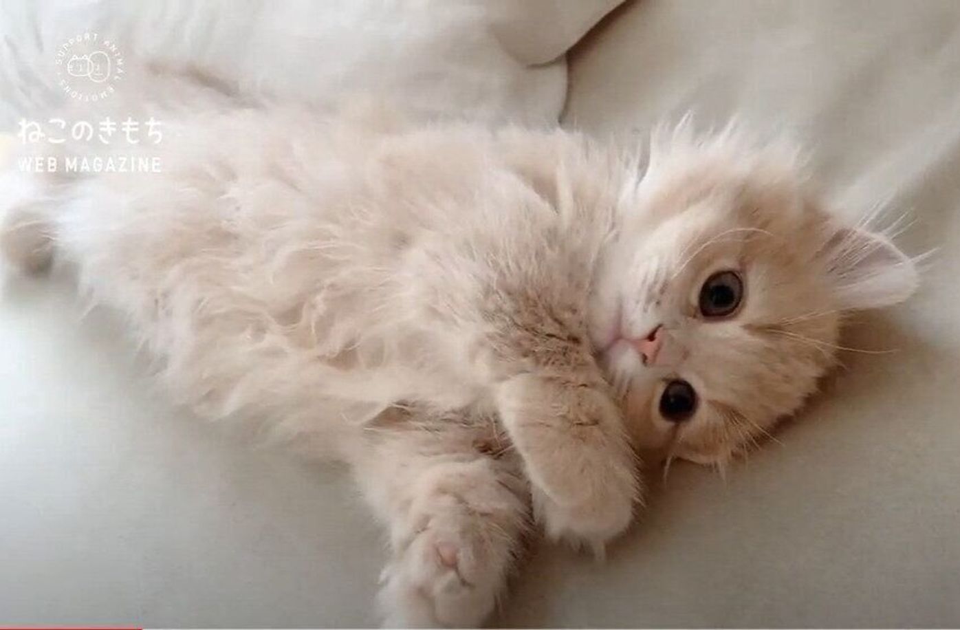 お昼寝から起きたばかりの子猫 ぼーっとしながらふわふわ動き回る姿に癒される ねこのきもちweb Magazine お昼寝から起きたばかりの子猫 ぼーっとしながらふわふわ動き回る姿に癒される ねこのきもちweb Magazine