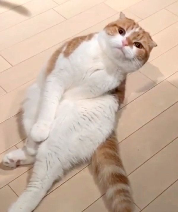 おねだりポーズをするスコティッシュフォールド