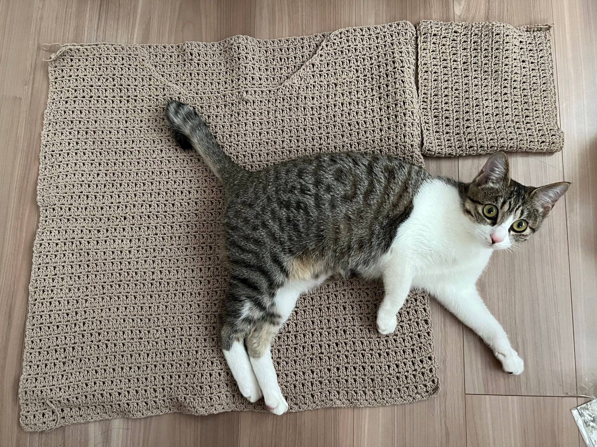 飼い主さんの編み物作品の上でごろんと寝転がるリンちゃん