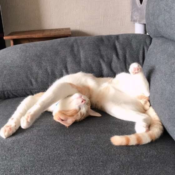 くつろぐスコティッシュフォールド