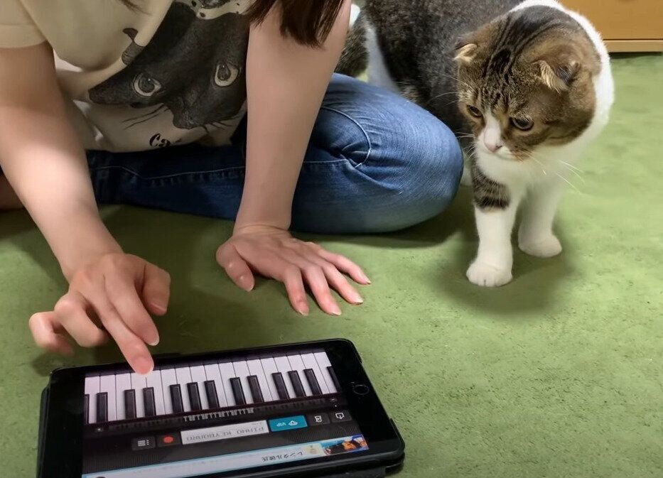 ピアノと猫
