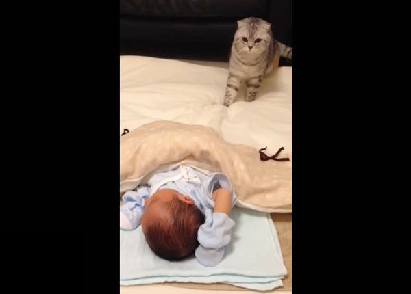 初めての赤ちゃんにビックリするニャンコ